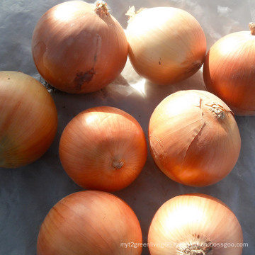 Best Selling Fresh Yellow Onion (4-6cm)